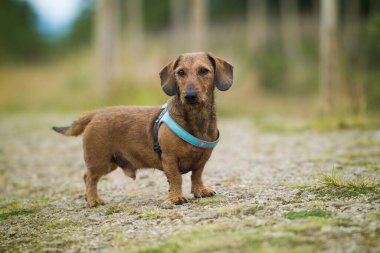 Çayırda duran Dachshund.