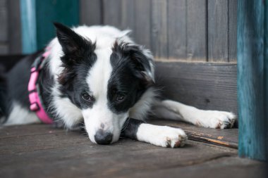 Köpek balkonda yatıyor.