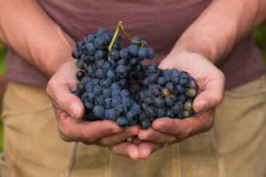Şarap üreticisi elinde üzüm tutuyor. 