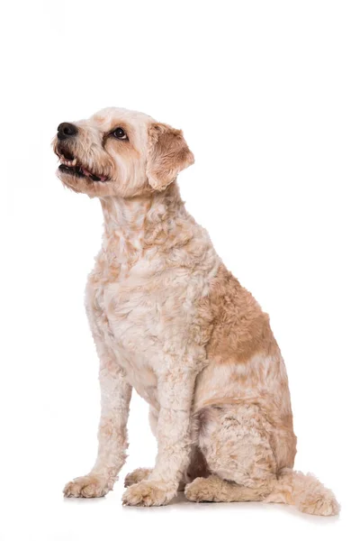 白い背景に隔離された交配種の犬 — ストック写真