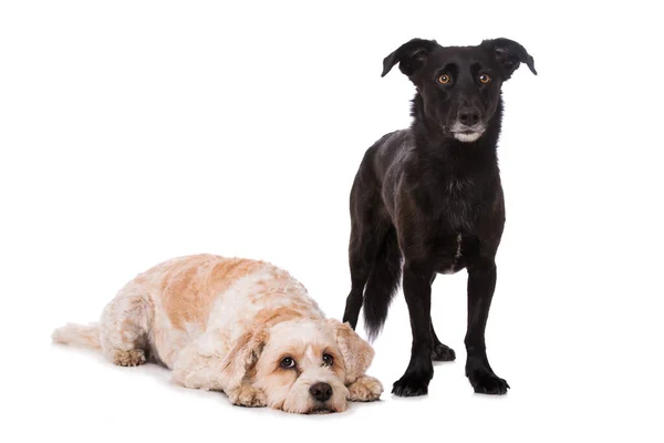 Two Cross Breed Dogs Isolated White Background — Stock Photo, Image