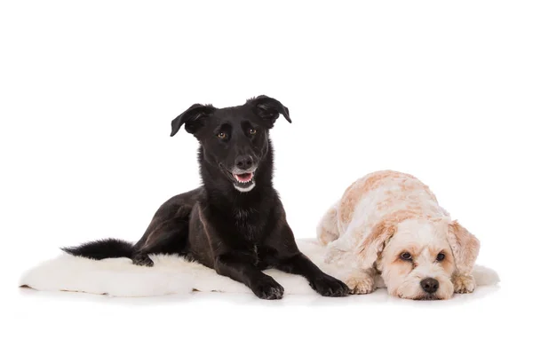 Δύο Cross Breed Σκυλιά Απομονώνονται Λευκό Φόντο — Φωτογραφία Αρχείου
