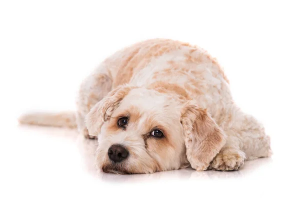 Хрестоподібна Собака Ізольована Білому Тлі — стокове фото