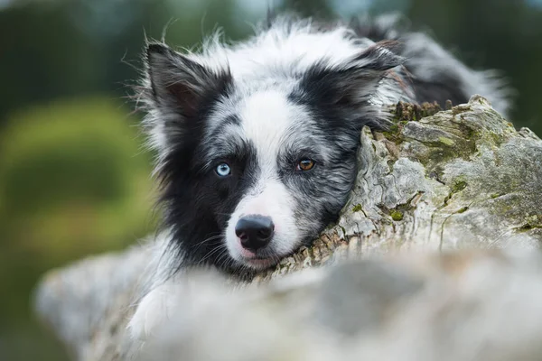 Собака Бордер Колли Фоне Природы — стоковое фото