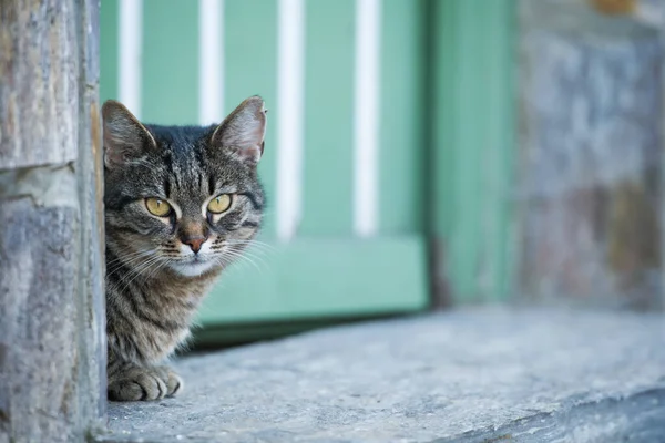 Кіт Таббі Фермі — стокове фото