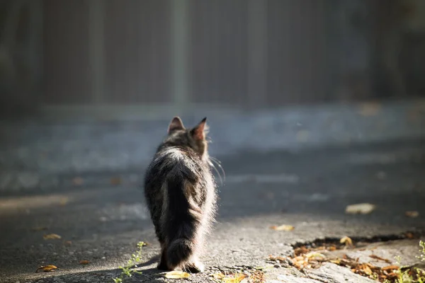 Tabby Cat Een Boerderij — Stockfoto