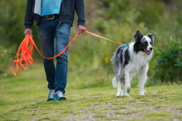 Border collie dog on a drag line