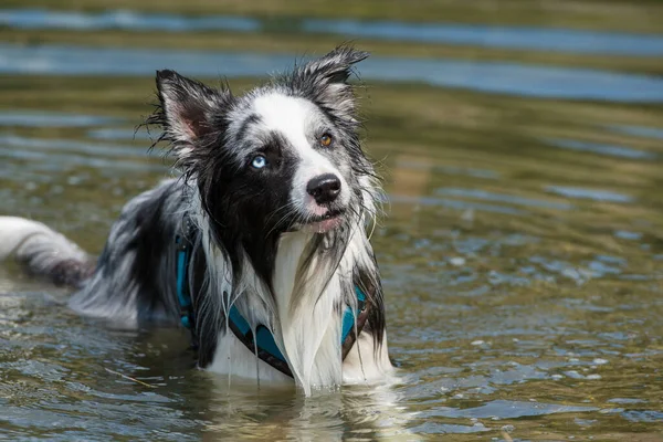 Göldeki Border collie köpeği