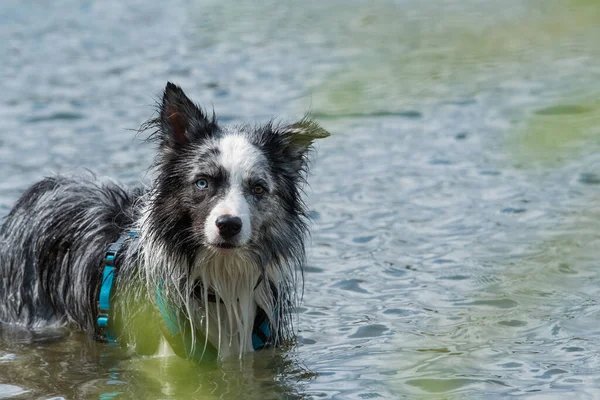 Göldeki Border collie köpeği