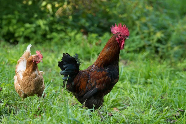 草地上的公鸡和母鸡 — 图库照片
