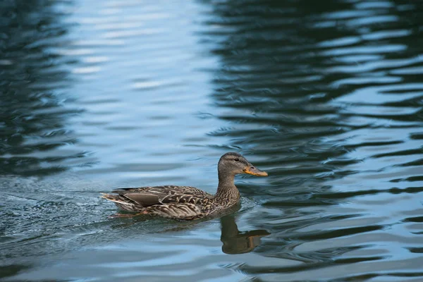 bir göl üzerinde ördek