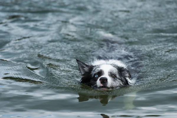 Göldeki Border collie köpeği