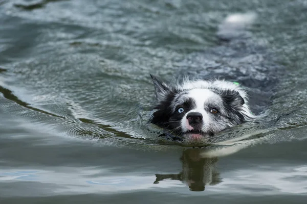 Göldeki Border collie köpeği