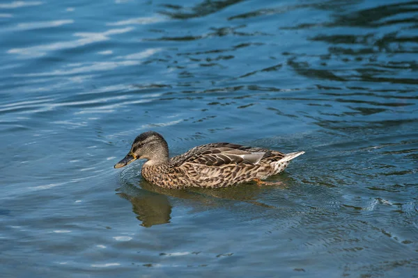 bir göl üzerinde ördek