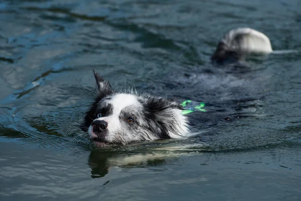 Göldeki Border collie köpeği