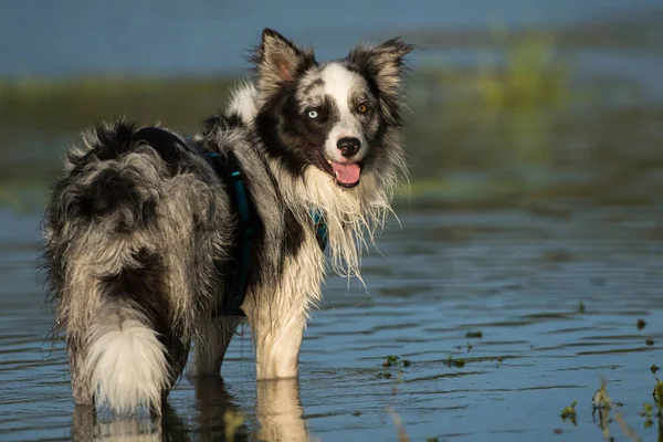 Göldeki Border collie köpeği