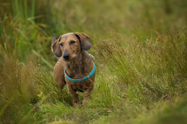 Çayırda duran Dachshund.