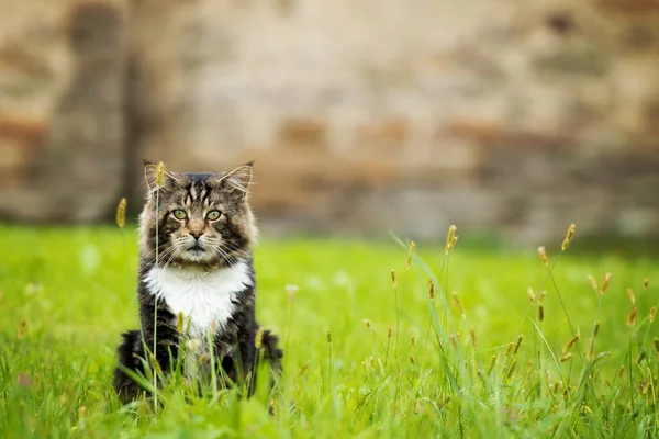 草原の大きなタビー猫 — ストック写真