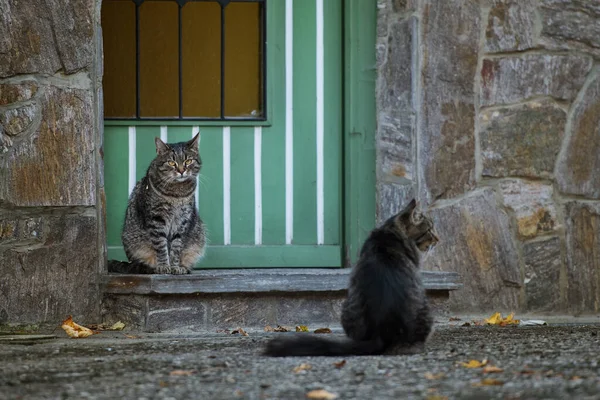 Katten Een Boerderij — Stockfoto