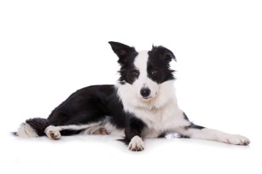 Genç sınır köpeği beyazda izole edilmiş.