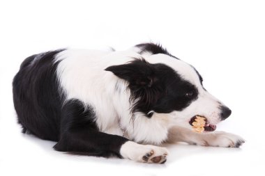 Çiğneme çubuğu ile Sınır Köpeği