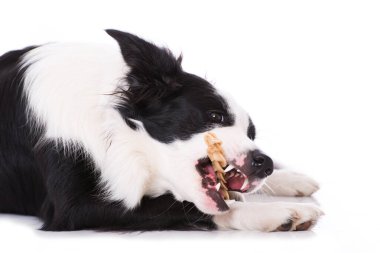 Beyaz bir kemik ile genç bir sınır çoban köpeği