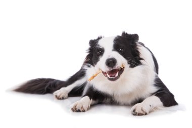 Beyaz bir kemik ile genç bir sınır çoban köpeği