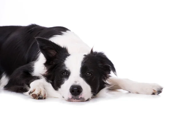 Молодая Пограничная Колли Собака Изолирована Белом — стоковое фото