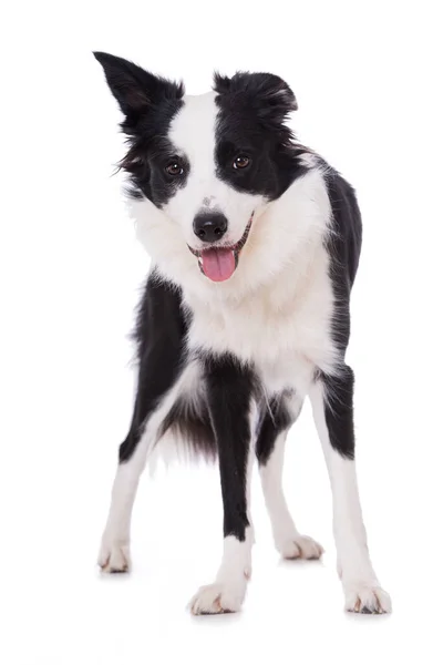 Jovem Fronteira Collie Cão Isolado Branco — Fotografia de Stock