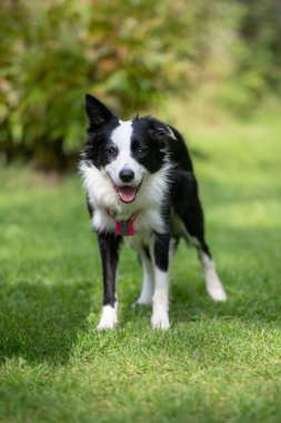 Collie sınır köpeği doğa arka planında
