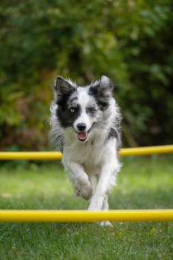 Doğada çalışan çoban köpeği.