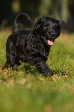 Çayırdaki dev schnauzer köpeği.