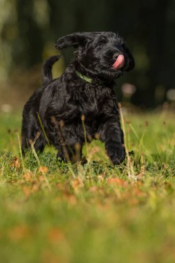 Çayırdaki dev schnauzer köpeği.