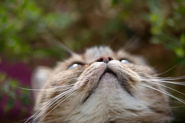 Tabby Kot Balkonie — Zdjęcie stockowe