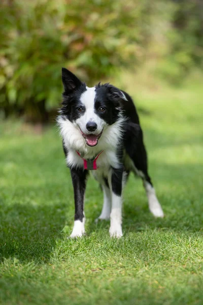 Border Collie Hund Der Natur Hintergrund — Stockfoto