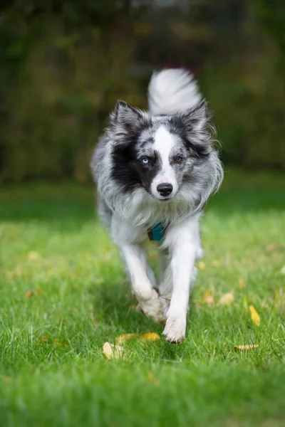 Border Collie Dog Running Nature Background — Stockfoto