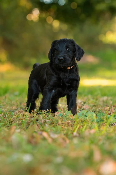 Çayırdaki Dev Schnauzer Köpeği — Stok fotoğraf