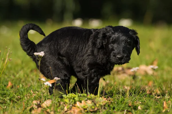 牧草地で巨大なSchauzer子犬 — ストック写真