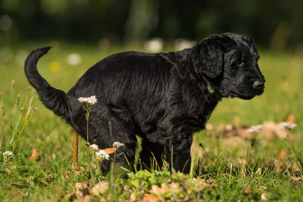 牧草地で巨大なSchauzer子犬 — ストック写真