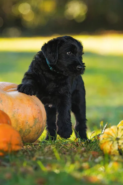 Sonbahar Otlağında Kabaklarıyla Dev Bir Schnauzer Köpeği — Stok fotoğraf