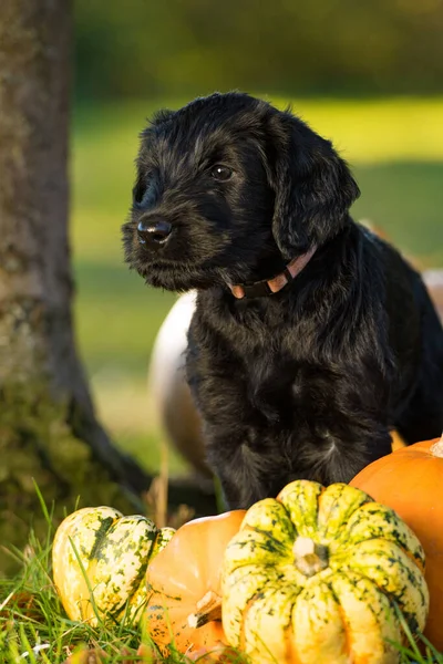 Sonbahar Otlağında Kabaklarıyla Dev Bir Schnauzer Köpeği — Stok fotoğraf