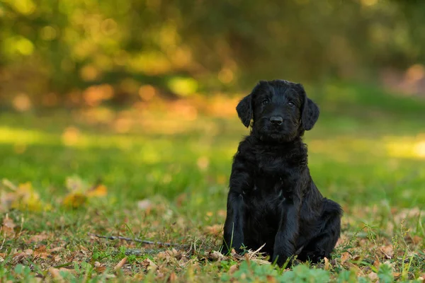 Óriás Schnauzer Kiskutya Réten — Stock Fotó