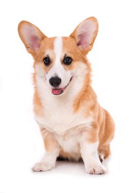 Beyaz arka planda yalnız oturan Galli corgi köpeği