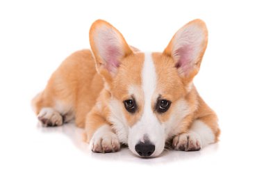 Beyaz arkaplanda izole edilmiş Welsh corgi