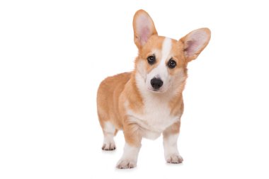 Beyaz arkaplanda izole edilmiş Welsh corgi