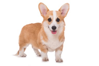 Beyaz arkaplanda izole edilmiş Welsh corgi
