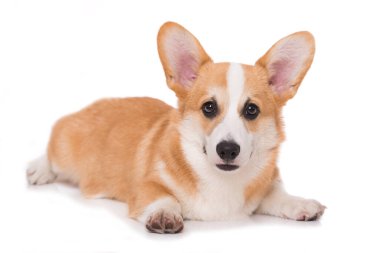 Beyaz arkaplanda izole edilmiş Welsh corgi