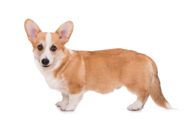Beyaz arkaplanda izole edilmiş Welsh corgi