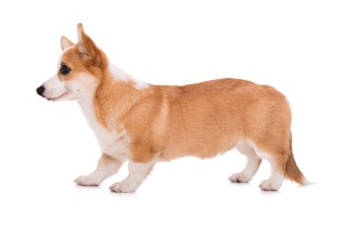 Beyaz arkaplanda izole edilmiş Welsh corgi