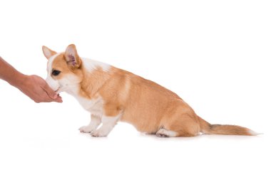 Beyaz arkaplanda izole edilmiş Welsh corgi